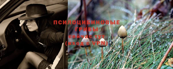 ГАЛЛЮЦИНОГЕННЫЕ ГРИБЫ Инсар